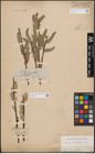 Foto von Salix caprea L. x Salix cinerea L. x Salix viminalis L.